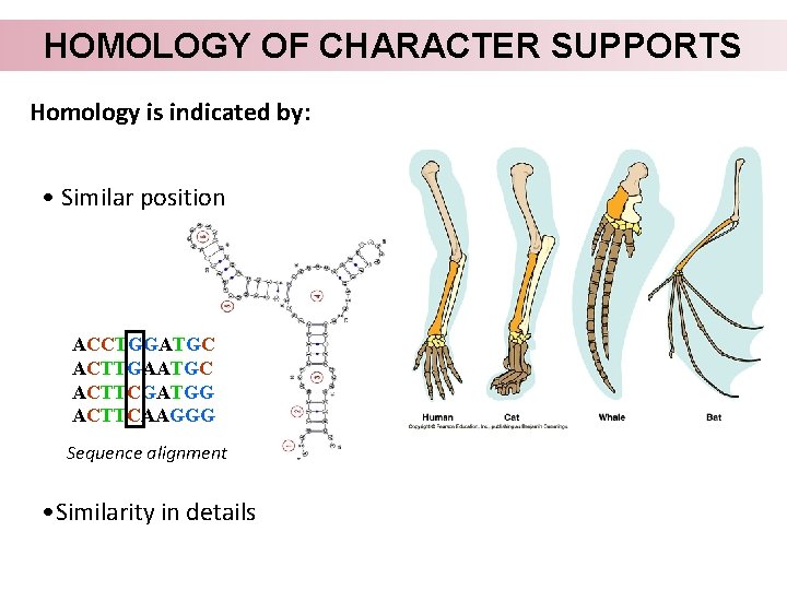 HOMOLOGY OF CHARACTER SUPPORTS Homology is indicated by: • Similar position ACCTGGATGC ACTTGAATGC ACTTCGATGG