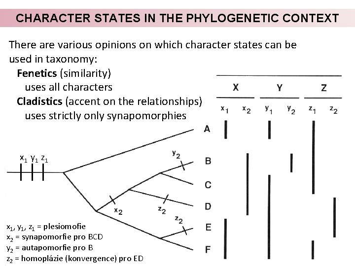 CHARACTER STATES IN THE PHYLOGENETIC CONTEXT There are various opinions on which character states