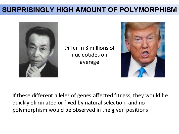 SURPRISINGLY HIGH AMOUNT OF POLYMORPHISM Differ in 3 millions of nucleotides on average If