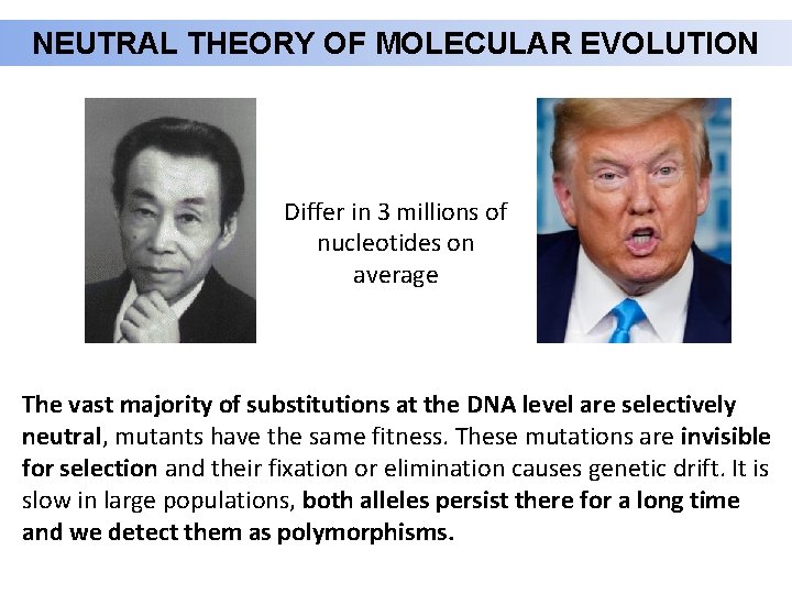 NEUTRAL THEORY OF MOLECULAR EVOLUTION Differ in 3 millions of nucleotides on average The