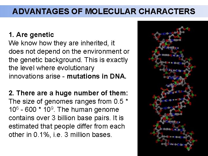 ADVANTAGES OF MOLECULAR CHARACTERS 1. Are genetic We know how they are inherited, it