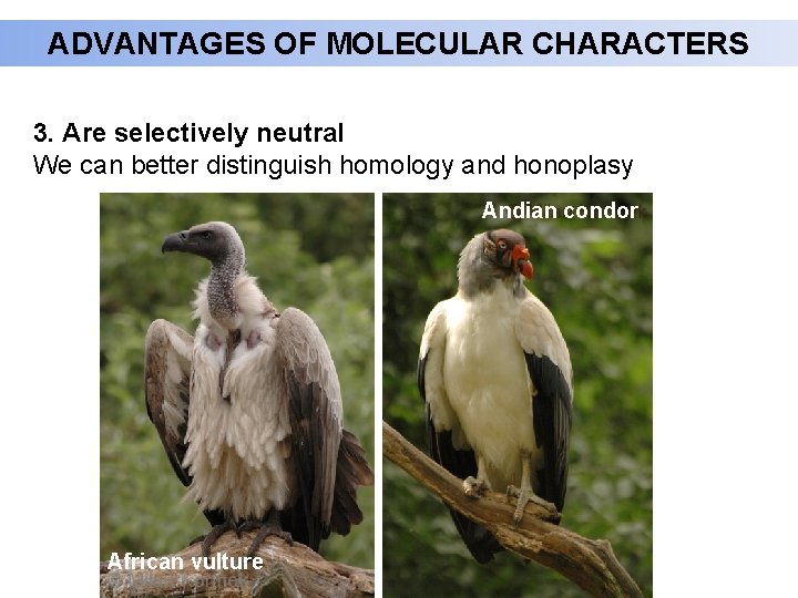 ADVANTAGES OF MOLECULAR CHARACTERS 3. Are selectively neutral We can better distinguish homology and