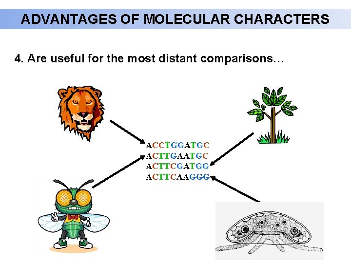 ADVANTAGES OF MOLECULAR CHARACTERS 4. Are useful for the most distant comparisons… ACCTGGATGC ACTTGAATGC