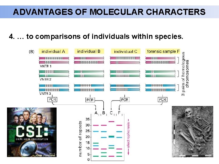 ADVANTAGES OF MOLECULAR CHARACTERS 4. … to comparisons of individuals within species. 