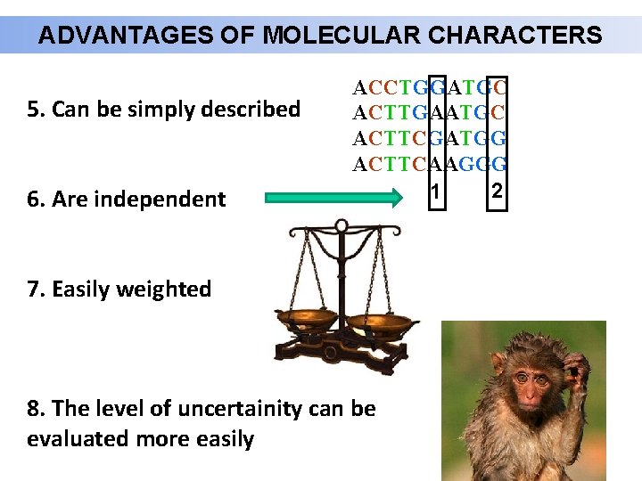 ADVANTAGES OF MOLECULAR CHARACTERS 5. Can be simply described 6. Are independent ACCTGGATGC ACTTGAATGC