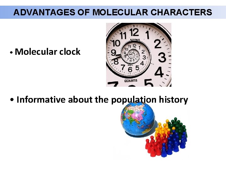 ADVANTAGES OF MOLECULAR CHARACTERS • Molecular clock • Informative about the population history 