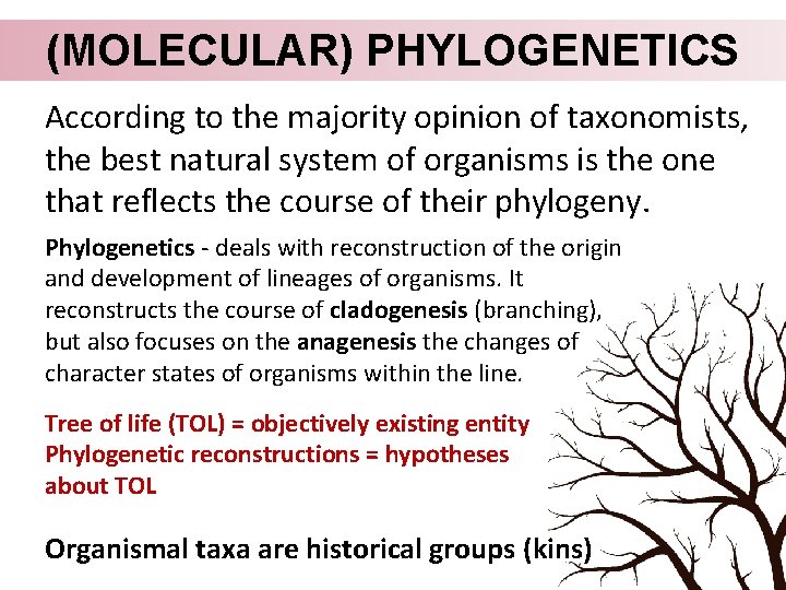 (MOLECULAR) PHYLOGENETICS According to the majority opinion of taxonomists, the best natural system of
