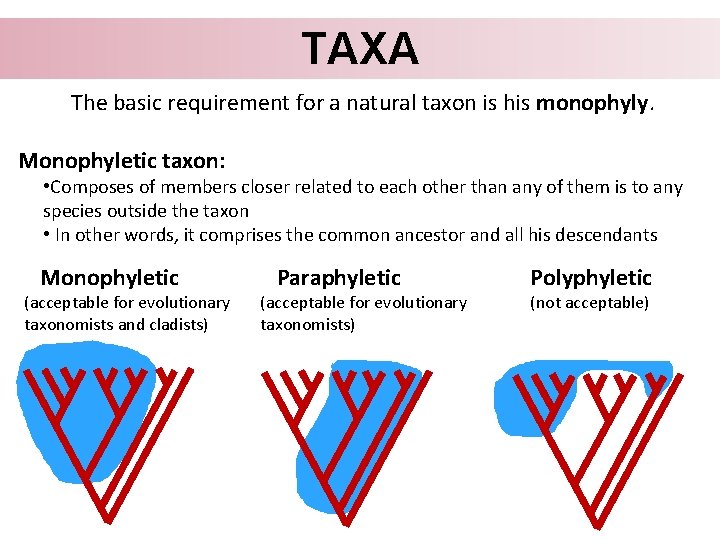 TAXA The basic requirement for a natural taxon is his monophyly. Monophyletic taxon: •