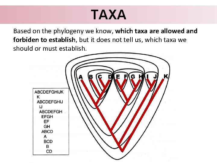 TAXA Based on the phylogeny we know, which taxa are allowed and forbiden to