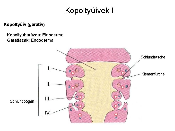 Kopoltyúívek I Kopoltyúív (garatív) Kopoltyúbarázda: Ektoderma Garattasak: Endoderma 