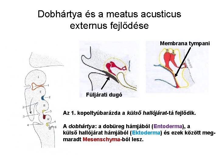 Dobhártya és a meatus acusticus externus fejlődése Membrana tympani Füljárati dugó Az 1. kopoltyúbarázda