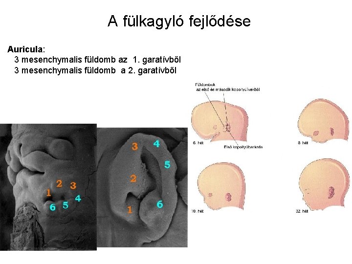 A fülkagyló fejlődése Auricula: 3 mesenchymalis füldomb az 1. garatívből 3 mesenchymalis füldomb a