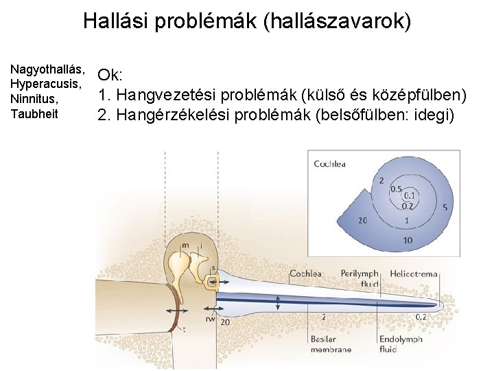 Hallási problémák (hallászavarok) Nagyothallás, Hyperacusis, Ninnitus, Taubheit Ok: 1. Hangvezetési problémák (külső és középfülben)