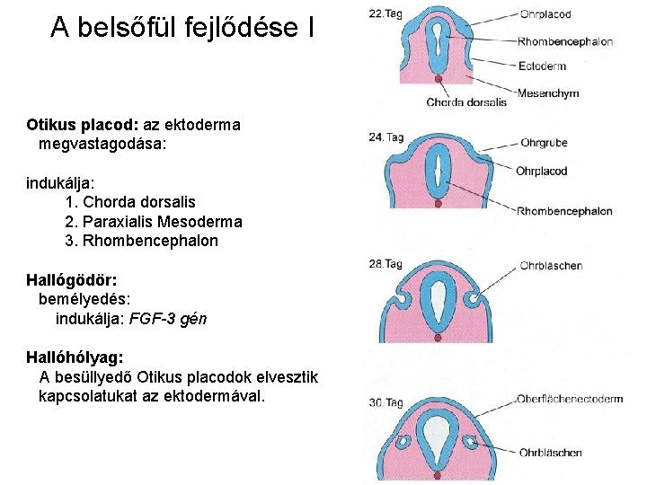 A belsőfül fejlődése I Otikus placod: az ektoderma megvastagodása: indukálja: 1. Chorda dorsalis 2.