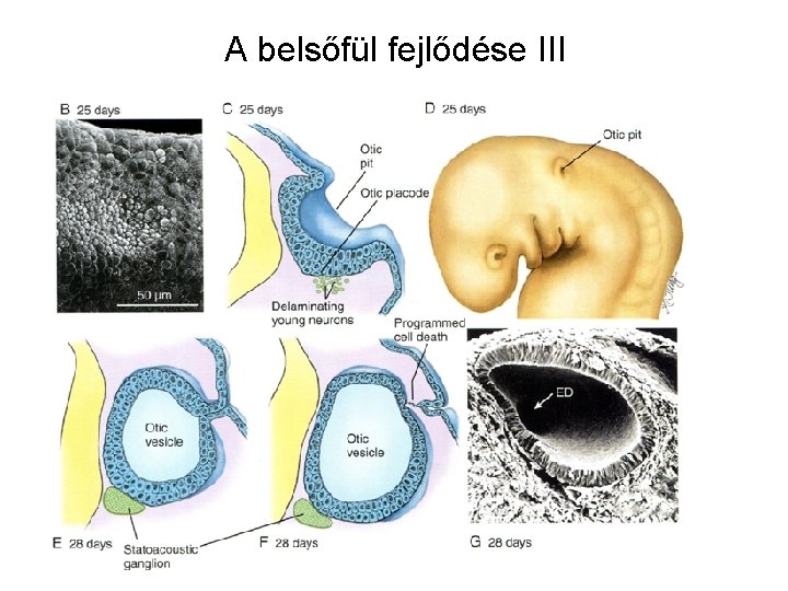 A belsőfül fejlődése III 