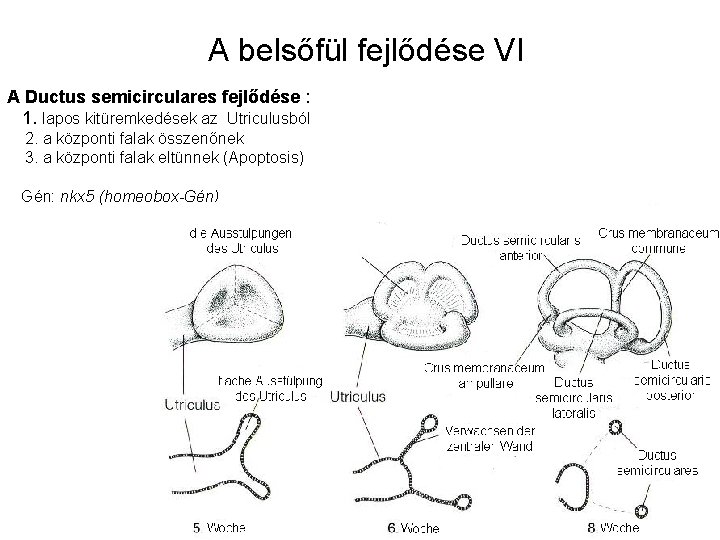A belsőfül fejlődése VI A Ductus semicirculares fejlődése : 1. lapos kitüremkedések az Utriculusból