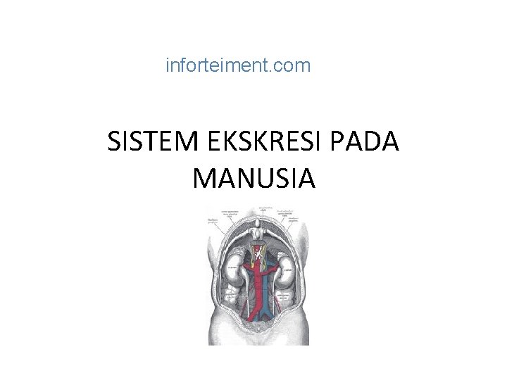 inforteiment. com SISTEM EKSKRESI PADA MANUSIA 