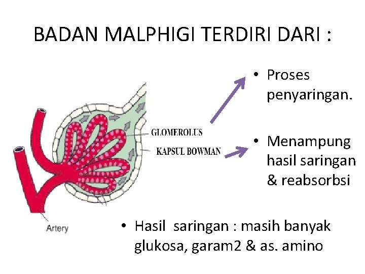 BADAN MALPHIGI TERDIRI DARI : • Proses penyaringan. • Menampung hasil saringan & reabsorbsi