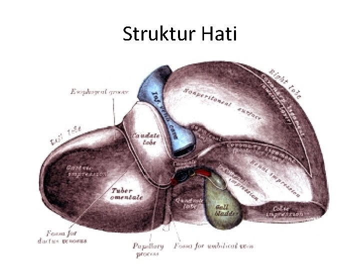 Struktur Hati 