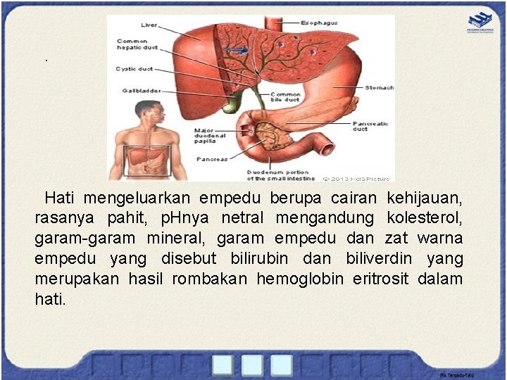 . Hati mengeluarkan empedu berupa cairan kehijauan, rasanya pahit, p. Hnya netral mengandung kolesterol,