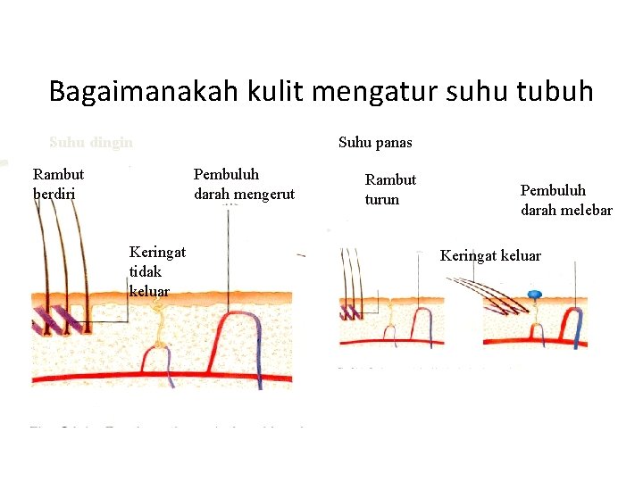 Bagaimanakah kulit mengatur suhu tubuh Suhu dingin Rambut berdiri Suhu panas Pembuluh darah mengerut