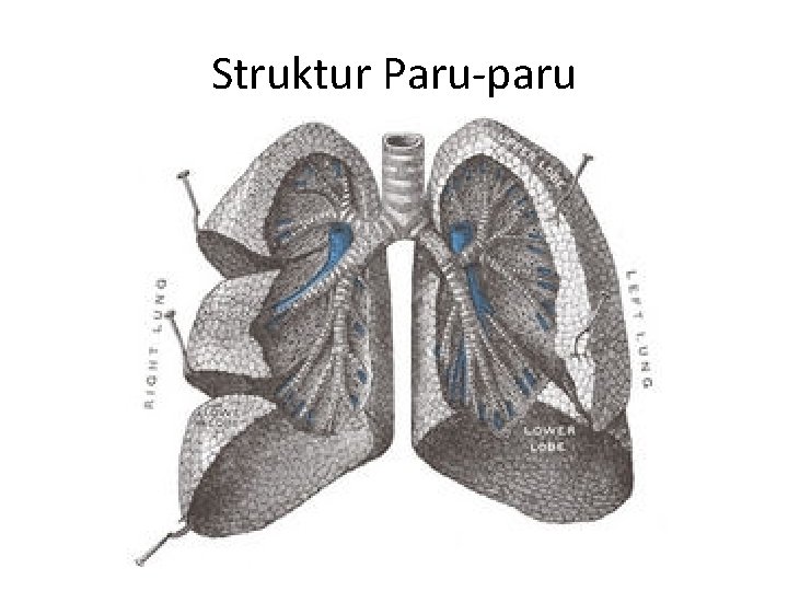 Struktur Paru-paru 