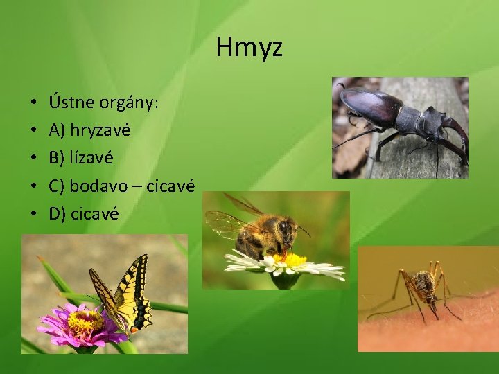 Hmyz • • • Ústne orgány: A) hryzavé B) lízavé C) bodavo – cicavé