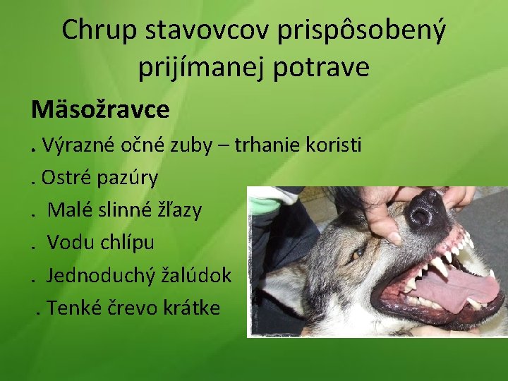 Chrup stavovcov prispôsobený prijímanej potrave Mäsožravce. Výrazné očné zuby – trhanie koristi. Ostré pazúry.