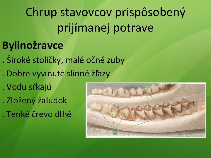 Chrup stavovcov prispôsobený prijímanej potrave Bylinožravce. Široké stoličky, malé očné zuby. Dobre vyvinuté slinné