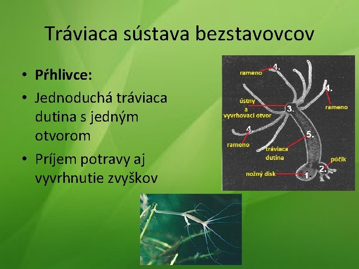 Tráviaca sústava bezstavovcov • Pŕhlivce: • Jednoduchá tráviaca dutina s jedným otvorom • Príjem