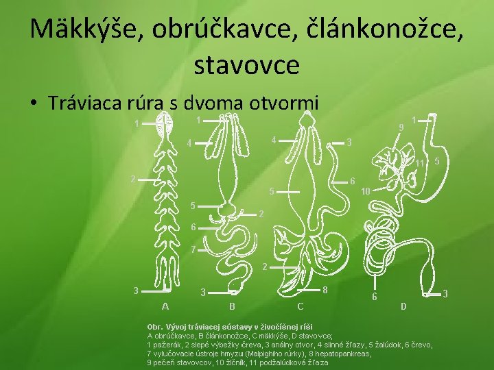 Mäkkýše, obrúčkavce, článkonožce, stavovce • Tráviaca rúra s dvoma otvormi 