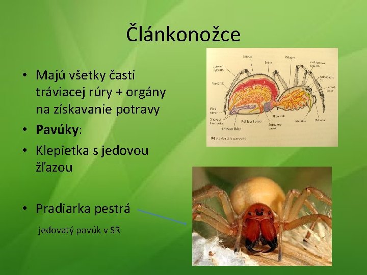 Článkonožce • Majú všetky časti tráviacej rúry + orgány na získavanie potravy • Pavúky: