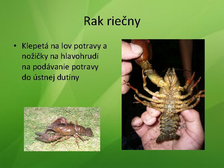 Rak riečny • Klepetá na lov potravy a nožičky na hlavohrudi na podávanie potravy