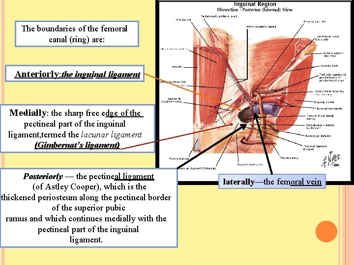 The boundaries of the femoral canal (ring) are: Anteriorly: the inguinal ligament Dr. Amjad
