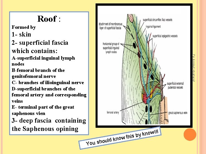 Roof : Formed by Dr. Amjad shatarat 1 - skin 2 - superficial fascia