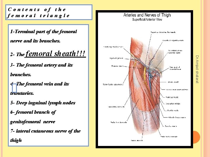 Contents of the femoral triangle 1 -Terminal part of the femoral nerve and its