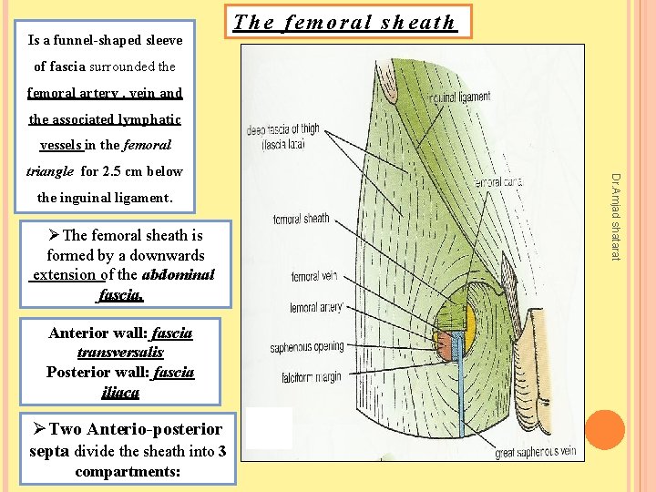 Is a funnel-shaped sleeve The femoral sheath of fascia surrounded the femoral artery ,