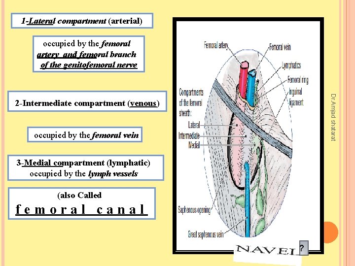 1 -Lateral compartment (arterial) occupied by the femoral artery and femoral branch of the