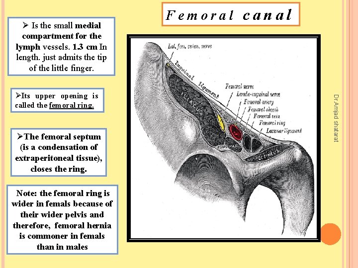Ø Is the small medial compartment for the lymph vessels. 1. 3 cm In