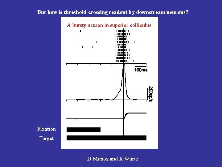 But how is threshold-crossing readout by downstream neurons? A bursty neuron in superior colliculus