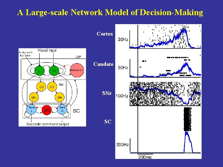 A Large-scale Network Model of Decision-Making Cortex Caudate SNr SC 