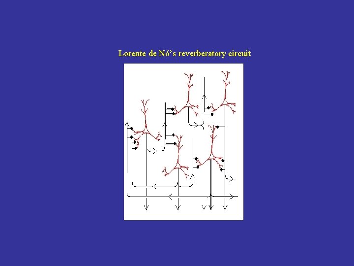 Lorente de Nó’s reverberatory circuit 