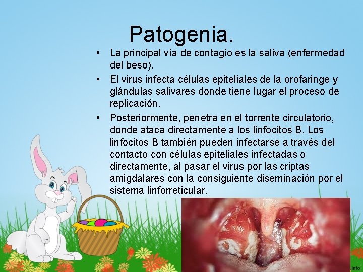 Patogenia. • La principal vía de contagio es la saliva (enfermedad del beso). •