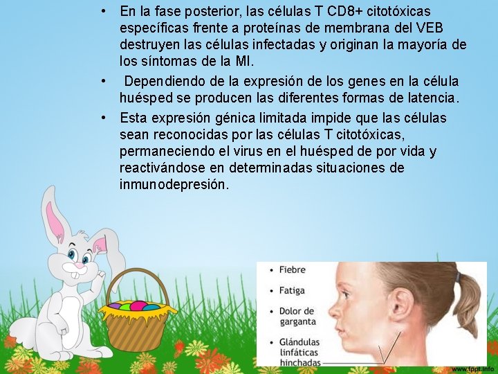  • En la fase posterior, las células T CD 8+ citotóxicas específicas frente