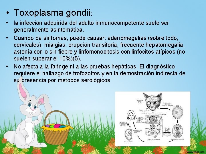  • Toxoplasma gondii: • la infección adquirida del adulto inmunocompetente suele ser generalmente