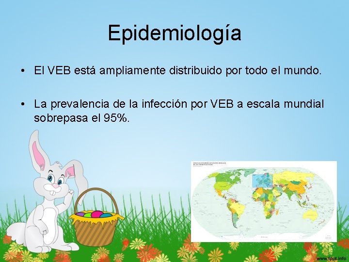 Epidemiología • El VEB está ampliamente distribuido por todo el mundo. • La prevalencia