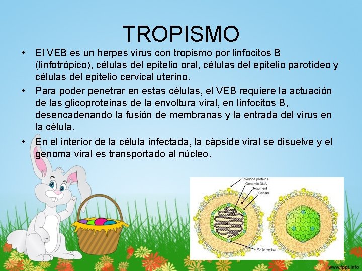 TROPISMO • El VEB es un herpes virus con tropismo por linfocitos B (linfotrópico),