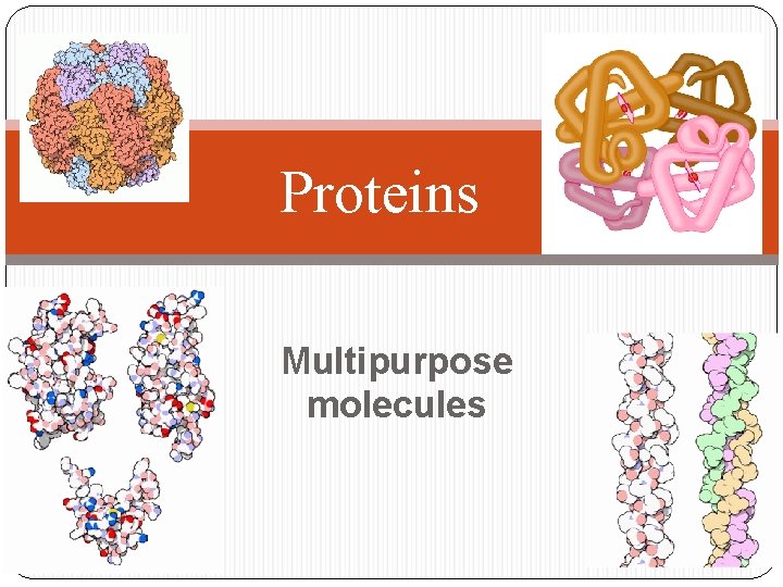 Proteins Multipurpose molecules 2006 -2007 