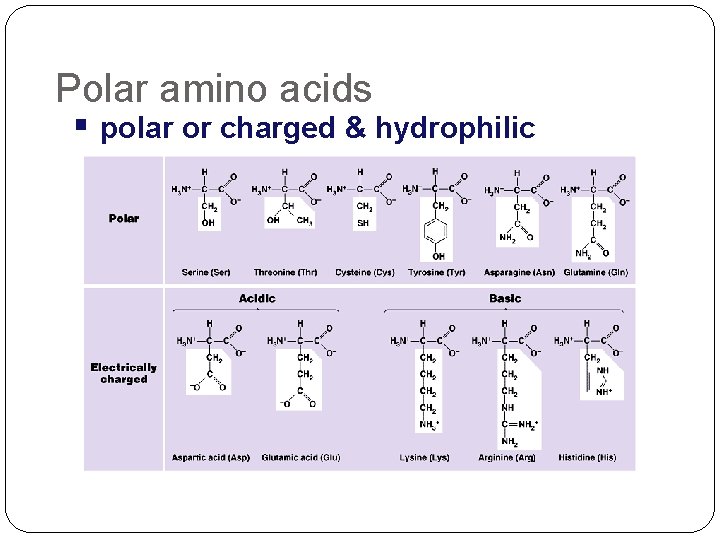 Polar amino acids polar or charged & hydrophilic 