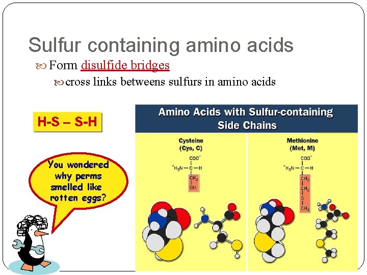 Sulfur containing amino acids Form disulfide bridges cross links betweens sulfurs in amino acids